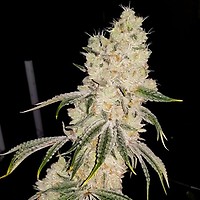 Gelato Punch Feminised Seeds