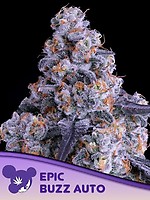 Epic Buzz Auto Feminised Seeds