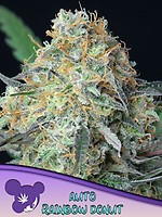 Rainbow Donut Auto Feminizowane Nasiona