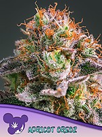 Apricot Oreoz Feminised Seeds