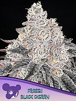 Frozen Black Cherry Feminised Seeds