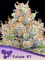 Future #1 Feminised Seeds
