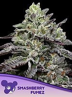 Smashberry Fumez Feminizowane Nasiona