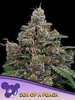 Sun of a Peach Feminised Seeds