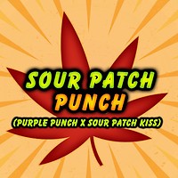 Sour Patch Punch Feminised Seeds