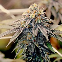 Sundae Punch Feminised Seeds