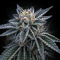 3Peat Feminised Seeds