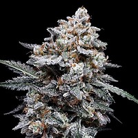 Patrick Swayze Auto Feminised Seeds