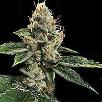 RP43 S1 (aka Richard Petty) Feminised Seeds