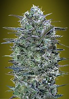 Critical Lemon Feminizowane Nasiona