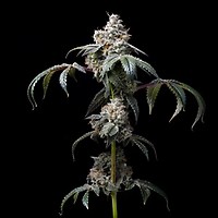 Dirty Diana Feminised Seeds