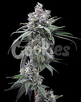 Pie Piss Feminised Seeds