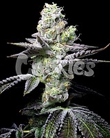 Wet Wet Feminised Seeds