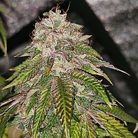 GMO Rainbowz Feminizowany Nasiona