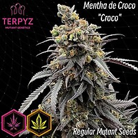 Mentha de Croco 'Croco' Bx Regularny Nasiona