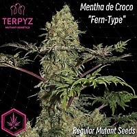 Mentha de Croco 'Fern-Type' Zwykły Nasiona