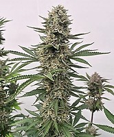 Tahoe Cookies Auto Feminizowane Nasiona