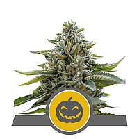 Pumpkin Kush Regular Seeds - 10