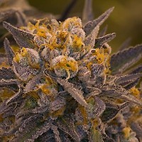 Death Star Feminised Seeds - BULK