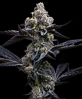 Garlic Cookies Feminizowane Nasiona