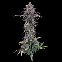 Cinderella Purple Feminizowane Nasiona