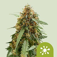 Sticky Queen Auto Feminizowany Nasiona