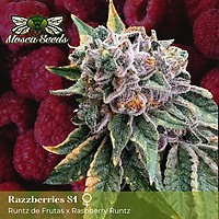 Mosca's Razzberries S1 Feminizowany Nasiona
