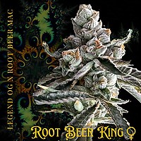 Root Beer King Feminizowany Nasiona