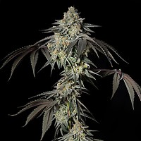 Mint Candy Feminizowany Nasiona