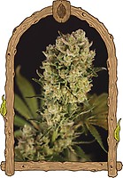 Candy Jungle Auto Feminizowane Nasiona