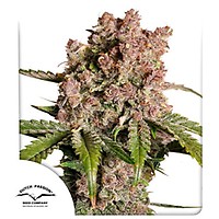 Strawberry Soda Auto Feminizowany Nasiona