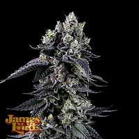 Triangle Lemon Cherry Feminizowany