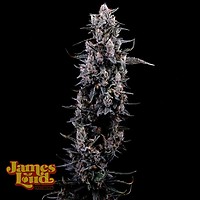 Sour Grape Diesel Feminizowany Nasiona