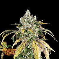 Gorilla Cookies OG Auto Feminizowany Nasiona