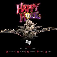 Happy Hour Feminizowany Nasiona