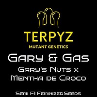 Gary & Gas Feminizowany Nasiona