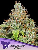 Sticky Boof Auto Feminizowane Nasiona