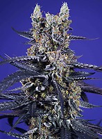 Super Boof XL Auto Feminizowany Nasiona