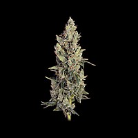 Thai Cookies Auto Feminizowany Nasiona