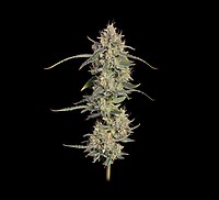 Chem Cookies Auto Feminizowany Nasiona