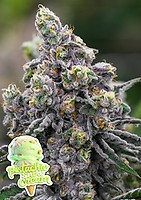 Pistachio Snow Cream Feminizowane Nasiona