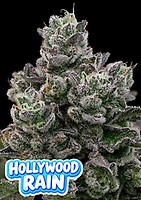 Hollywood Rain Feminizowane Nasiona