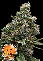 Calamansi Crystal Candy Feminizowany