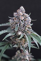 Turbo Junky Feminizowany Nasiona