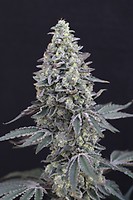 Georgia Cream Auto Feminizowany Nasiona