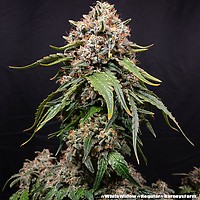White Widow Zwykły Nasiona