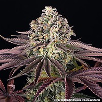 GrandDaddy Purple Feminizowane Nasiona