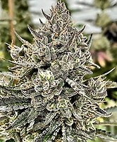Gorilla Glue x Gelato 41 Feminizowany Nasiona - BULK x 100