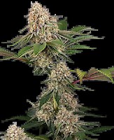 Sticky Berry Mints XXL Feminizowane Nasiona