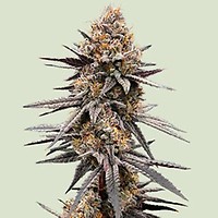 Gravity Berry F1 Feminizowane Nasiona